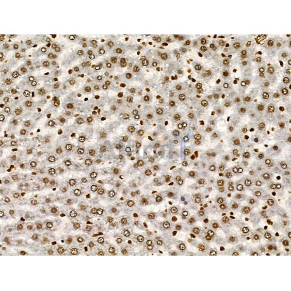 PPP1R14C Antibody - DF3361 at 1/100 staining Rat liver tissue by IHC-P.