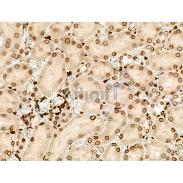 PPP1R14C Antibody - DF3361 at 1/100 staining Rat kidney tissue by IHC-P.
