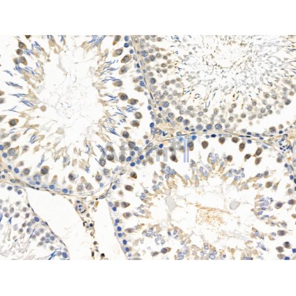 EXO1 Antibody - DF3615 at 1/100 staining Rat testis tissue by IHC-P.