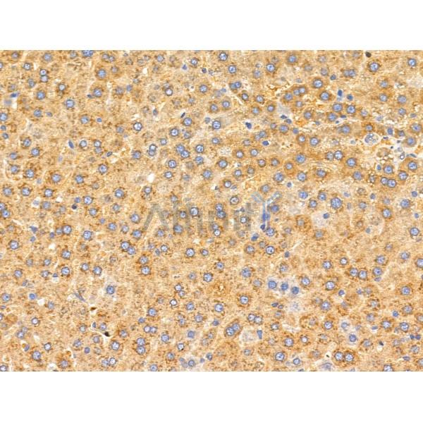 MRPL11 Antibody - DF3656 at 1/100 staining Rat liver tissue by IHC-P.
