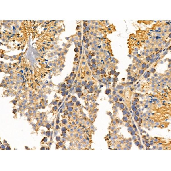 MRPL11 Antibody - DF3656 at 1/100 staining Mouse testis tissue by IHC-P.