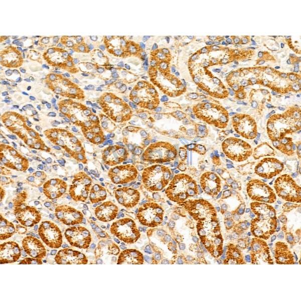MRPL11 Antibody - DF3656 at 1/100 staining Mouse colorectal tissue by IHC-P.