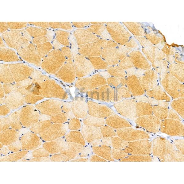 MRPL11 Antibody - DF3656 at 1/100 staining Rat skin tissue by IHC-P.
