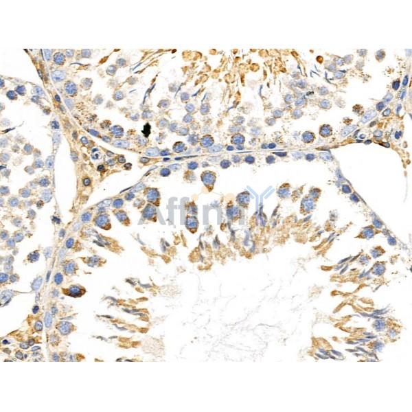 MRPL11 Antibody - DF3656 at 1/100 staining Rat testis tissue by IHC-P.