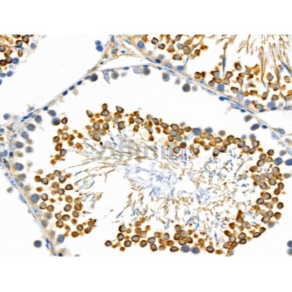 ARL2BP Antibody - DF3749 at 1/100 staining Rat testis tissue by IHC-P.
