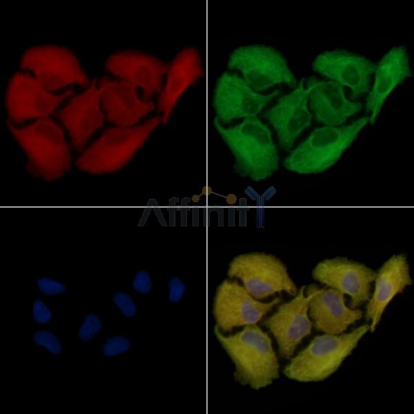 AKR1C2 Antibody - DF3757 staining A549 cells by IF/ICC.