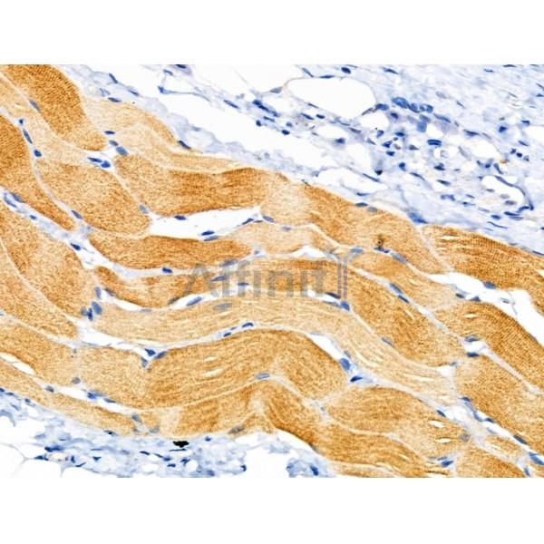 SGCA Antibody - DF3764 at 1/100 staining Rat skin tissue by IHC-P.