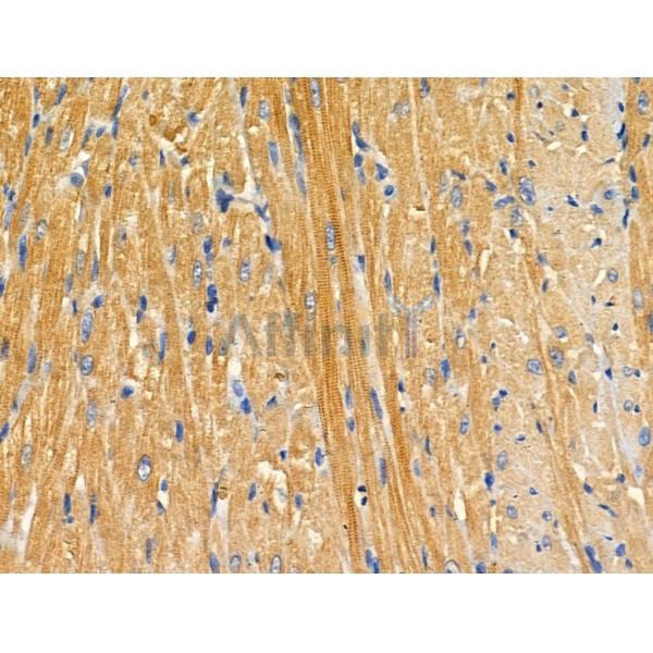 APBB2 Antibody - DF3769 at 1/100 staining Rat heart tissue by IHC-P.