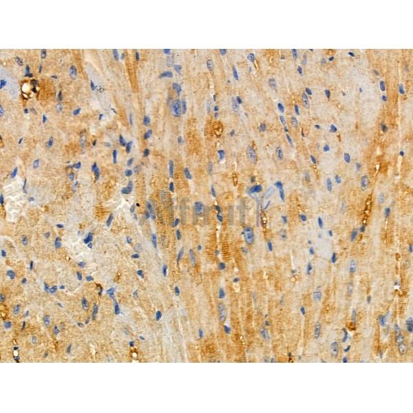 APBB2 Antibody - DF3769 at 1/100 staining Mouse heart tissue by IHC-P.