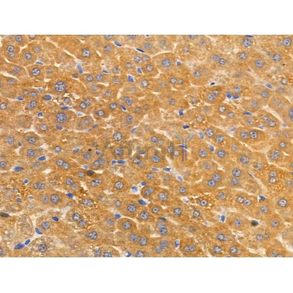 ARSA Antibody - DF3794 at 1/100 staining Mouse liver tissue by IHC-P.