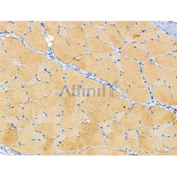 BORG4 Antibody - DF3910 at 1/100 staining Rat skin tissue by IHC-P.