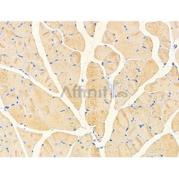 BORG4 Antibody - DF3910 at 1/100 staining Rat testis tissue by IHC-P.