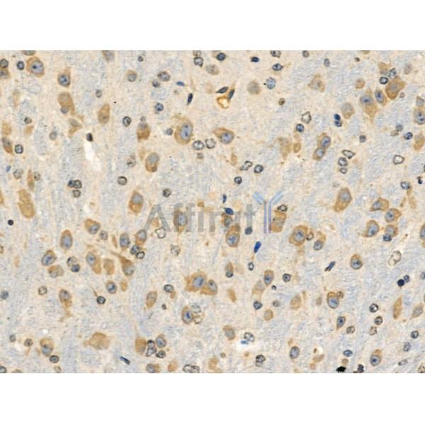 DGAT2L6 Antibody - DF3989 at 1/100 staining Mouse brain tissue by IHC-P.