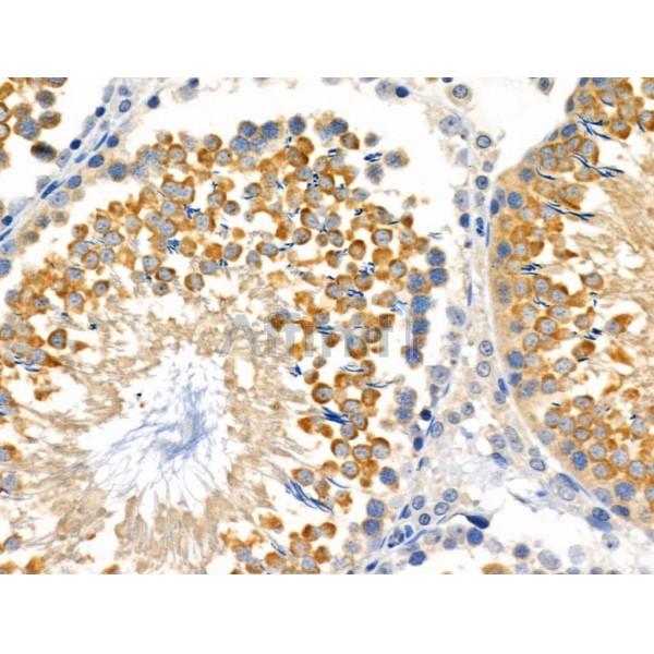 ENDOGL1 Antibody - DF4040 at 1/100 staining Rat testis tissue by IHC-P.