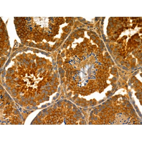 ENDOGL1 Antibody - DF4040 at 1/100 staining Mouse testis tissue by IHC-P.