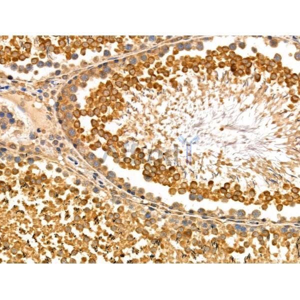 SAR1B Antibody - DF4105 at 1/100 staining Rat testis tissue by IHC-P.
