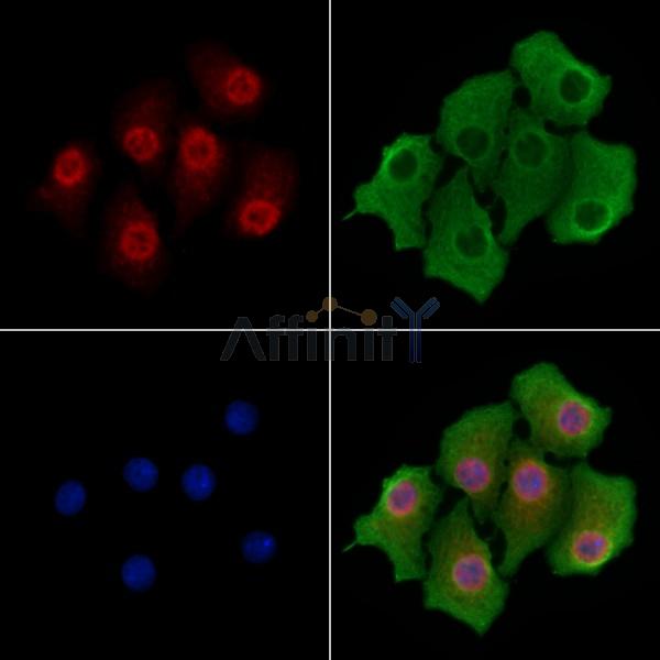 SFRS11 Antibody - DF4541 staining Hela cells by IF/ICC.