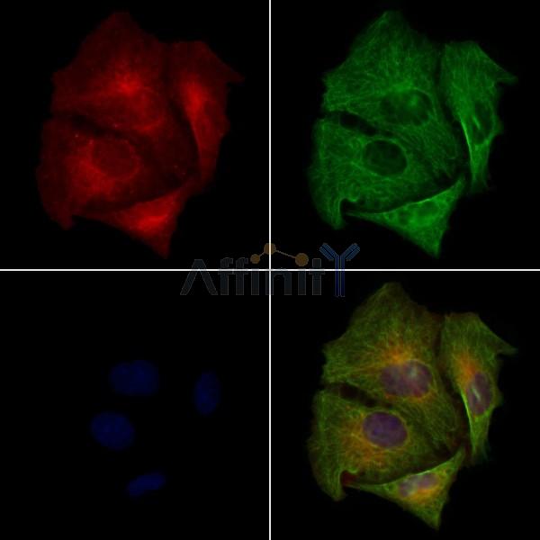 OR7E5P Antibody - DF5146 staining A549 cells by IF/ICC.