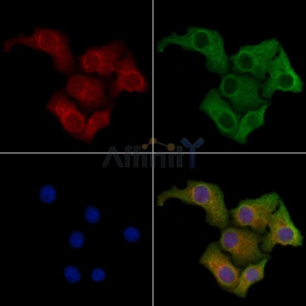NKIRAS1 Antibody - DF9067 staining Hela cells by IF/ICC.