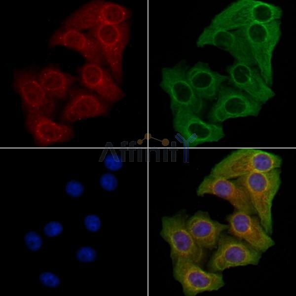 GFM1 Antibody - DF9494 staining Hela cells by IF/ICC.