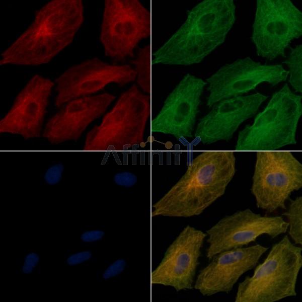 MUC6 Antibody - DF9641 staining A549 cells by IF/ICC.