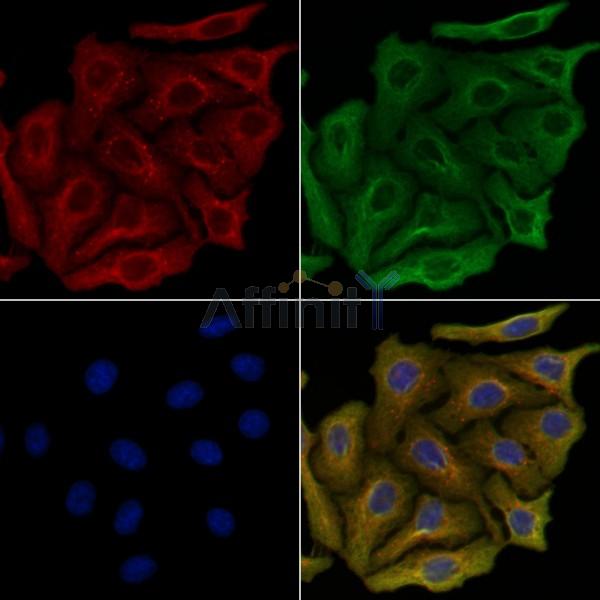 PALLD Antibody - DF9731 staining Hela cells by IF/ICC.