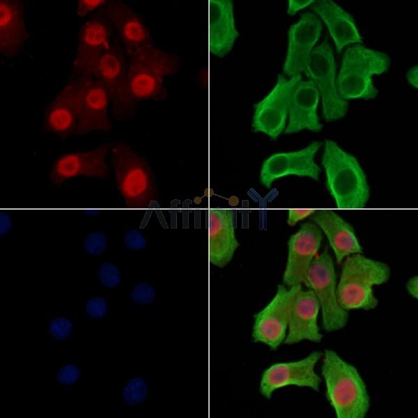 Phospho-ZEB2 (Ser784) Antibody - AF3840 staining Hela cells(heat shock treatment) by IF/ICC.