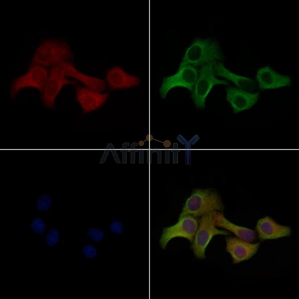 Phospho-MLKL (Thr349) Antibody - AF3904 staining Hela cells(heat shock treatment) by IF/ICC.
