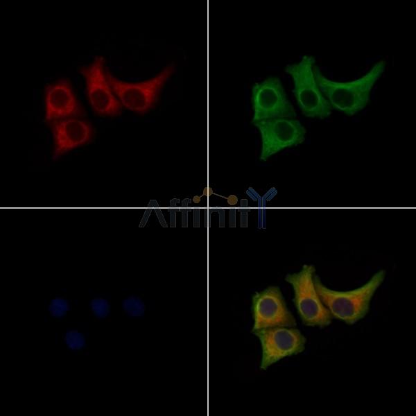 Phospho-MLKL (Ser352) Antibody - AF3905 staining Hela cells(heat shock treatment) by IF/ICC.
