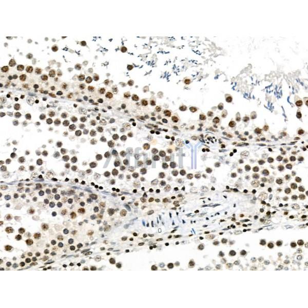 Phospho-PDX1 (Ser66) Antibody - AF8301 at 1/100 staining Rat testis tissue by IHC-P.