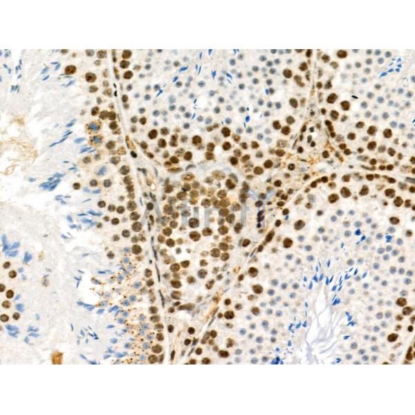 Phospho-PDX1 (Ser66) Antibody - AF8301 at 1/100 staining Mouse testis tissue by IHC-P.