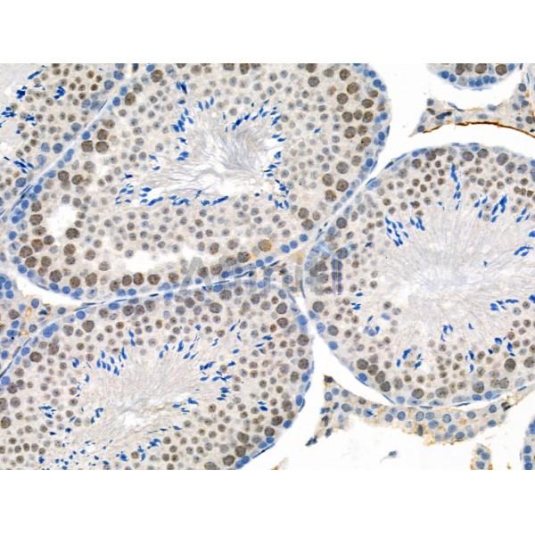 Phospho-PPAR  alpha (Ser12) Antibody - AF8392 at 1/100 staining Mouse testis tissue by IHC-P.