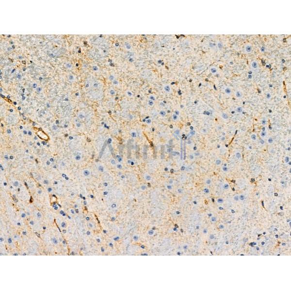 Phospho-ROCK2 (Tyr722) Antibody - AF8402 at 1/100 staining Mouse brain tissue by IHC-P.