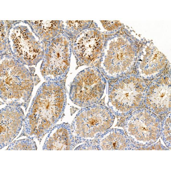 Phospho-Bcl-2 (Thr74) Antibody - AF8465 at 1/100 staining Mouse testis tissue by IHC-P.