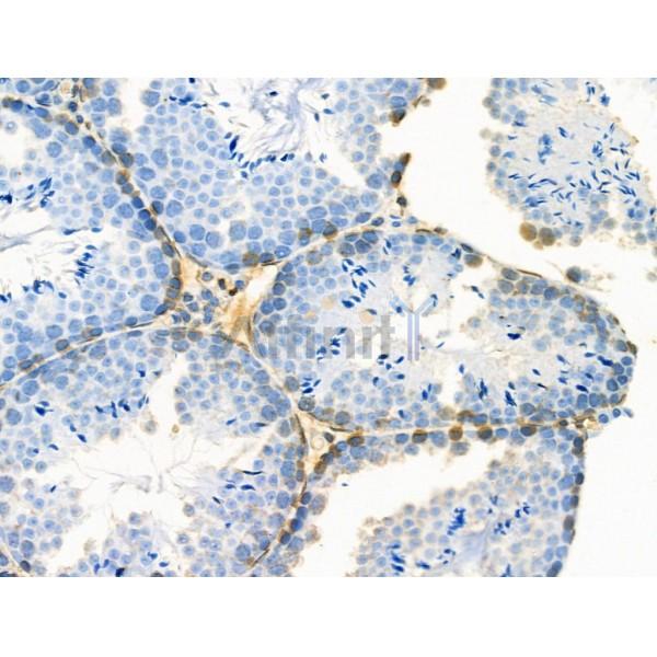 Phospho-CKB (Ser199) Antibody - AF8602 at 1/100 staining Mouse testis tissue by IHC-P.
