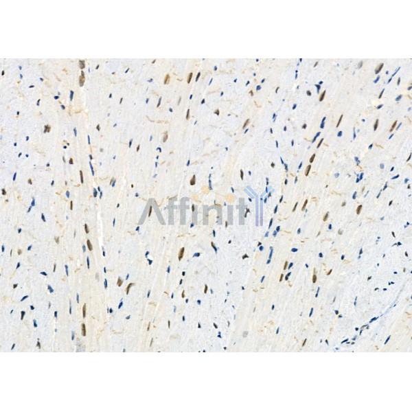 A1Up Antibody - AF9002 at 1/100 staining Mouse heart tissue by IHC-P.