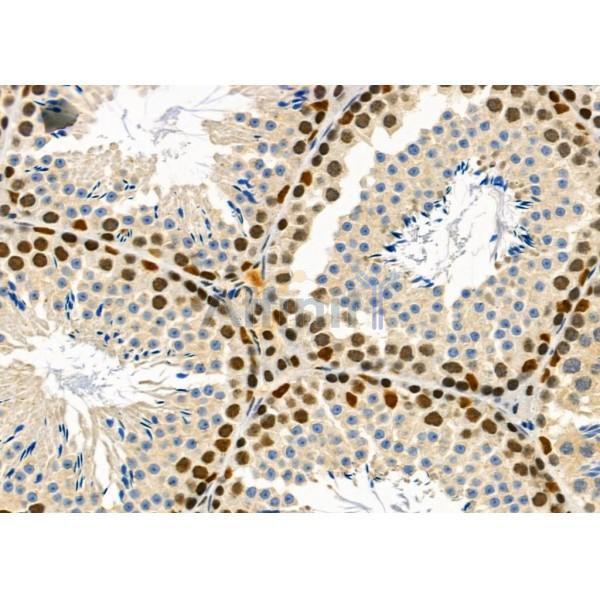 A1Up Antibody - AF9002 at 1/100 staining Mouse testis tissue by IHC-P.