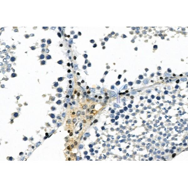 ANKRD20 Antibody - AF9008 at 1/100 staining Rat testis tissue by IHC-P.