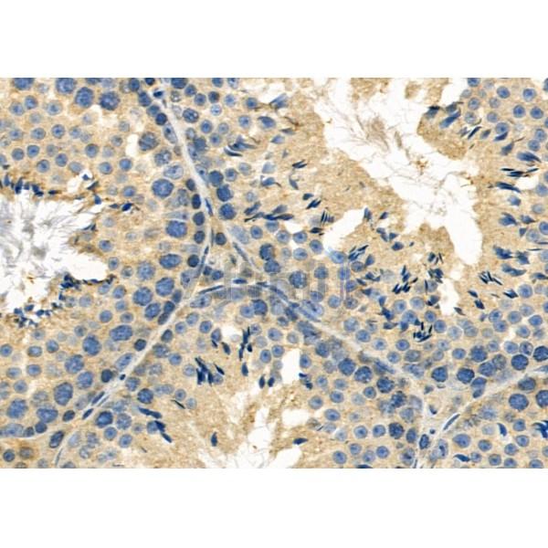 GPR139 Antibody - AF9074 at 1/100 staining Mouse testis tissue by IHC-P.
