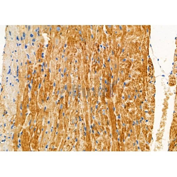 TBL2 Antibody - AF9209 at 1/100 staining Mouse heart tissue by IHC-P.