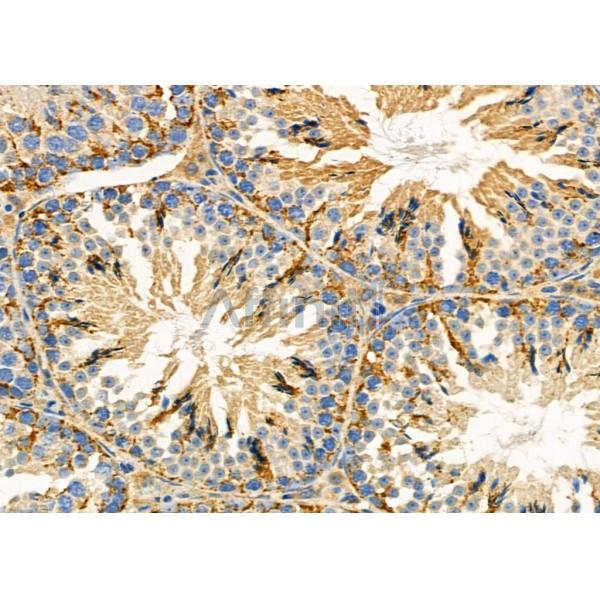 TBL2 Antibody - AF9209 at 1/100 staining Mouse testis tissue by IHC-P.