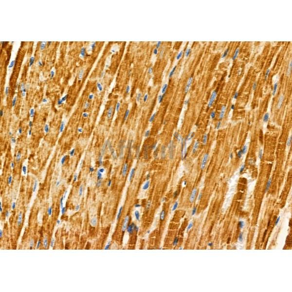 TBL2 Antibody - AF9209 at 1/100 staining Rat heart tissue by IHC-P.