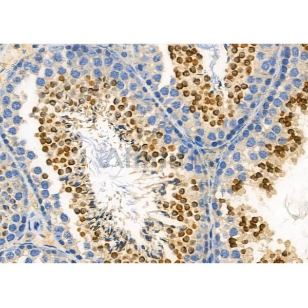 USP40 Antibody - AF9224 at 1/100 staining Mouse testis tissue by IHC-P.
