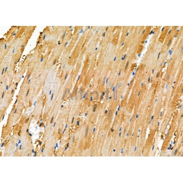 ZNF262 Antibody - AF9235 at 1/100 staining Rat heart tissue by IHC-P.