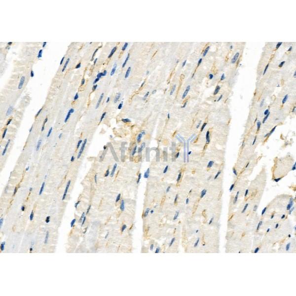 ZNF462 Antibody - DF10018 at 1/100 staining Rat heart tissue by IHC-P.