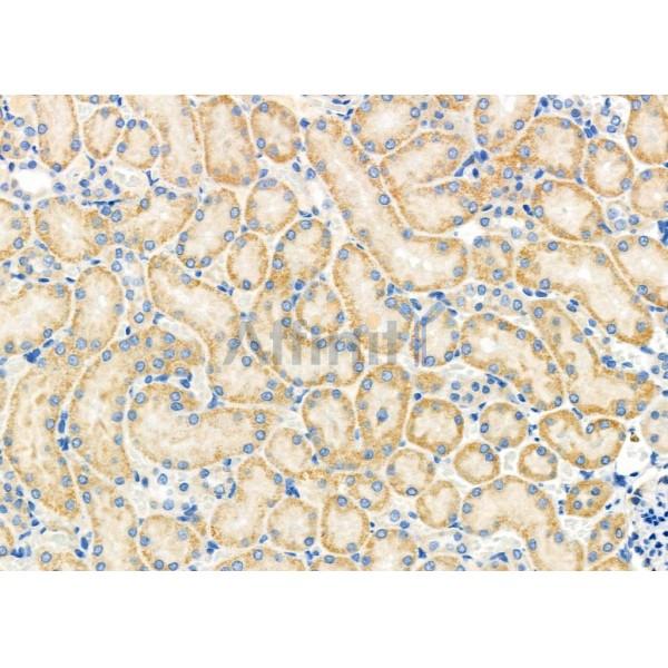CD164L2 Antibody - DF10023 at 1/100 staining Rat kidney tissue by IHC-P.