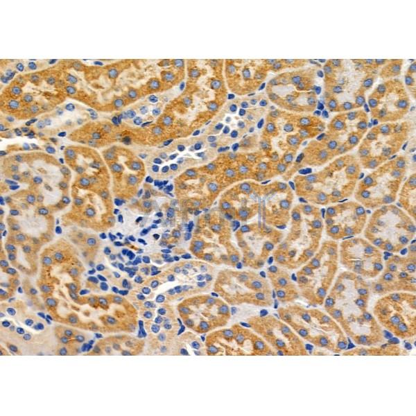 EMID2 Antibody - DF10102 at 1/100 staining Mouse kidney tissue by IHC-P.