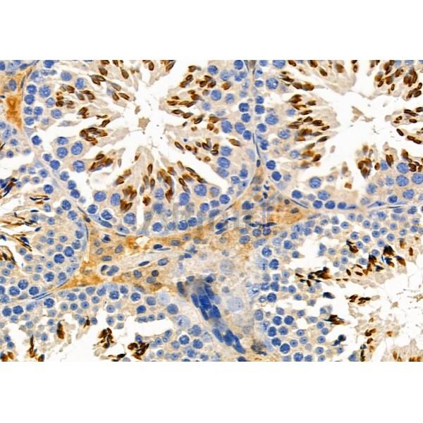 EMID2 Antibody - DF10102 at 1/100 staining Mouse testis tissue by IHC-P.