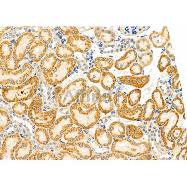 EMID2 Antibody - DF10102 at 1/100 staining Rat kidney tissue by IHC-P.