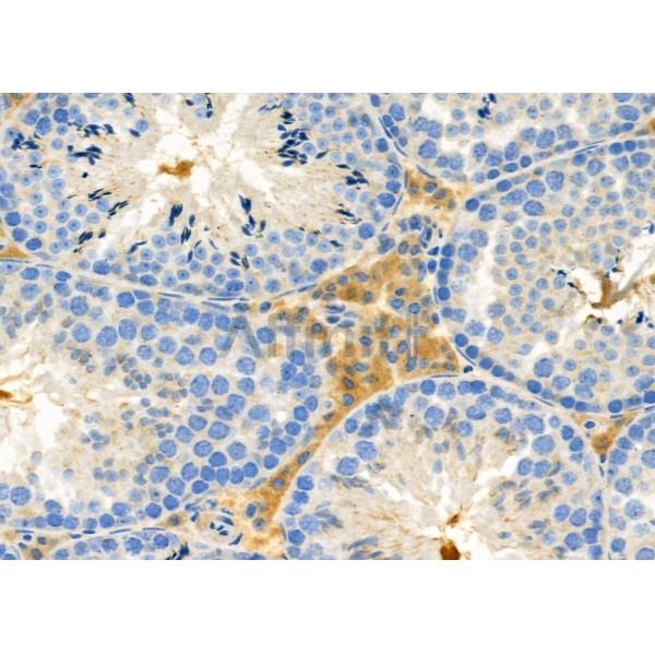 IGFL2 Antibody - DF10110 at 1/100 staining Mouse testis tissue by IHC-P.